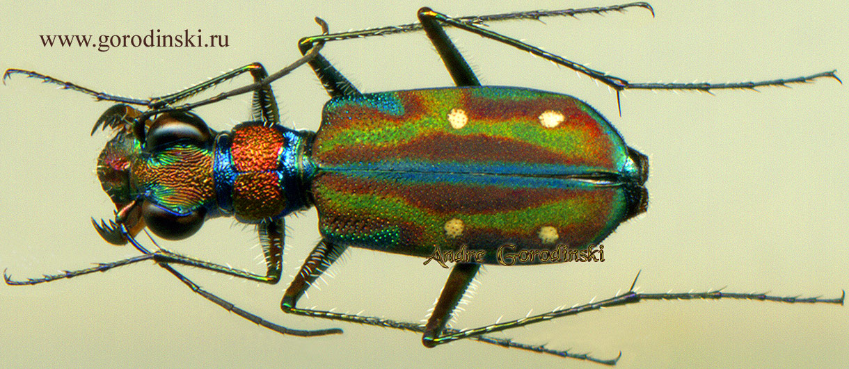 http://www.gorodinski.ru/cicindela/Jansenia rugosiceps.jpg